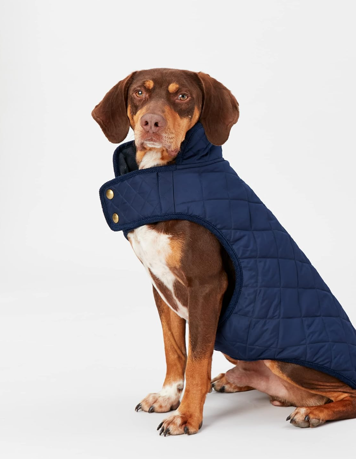 Ein Hund mit einem blauen Hunde-Steppmantel von Joules.