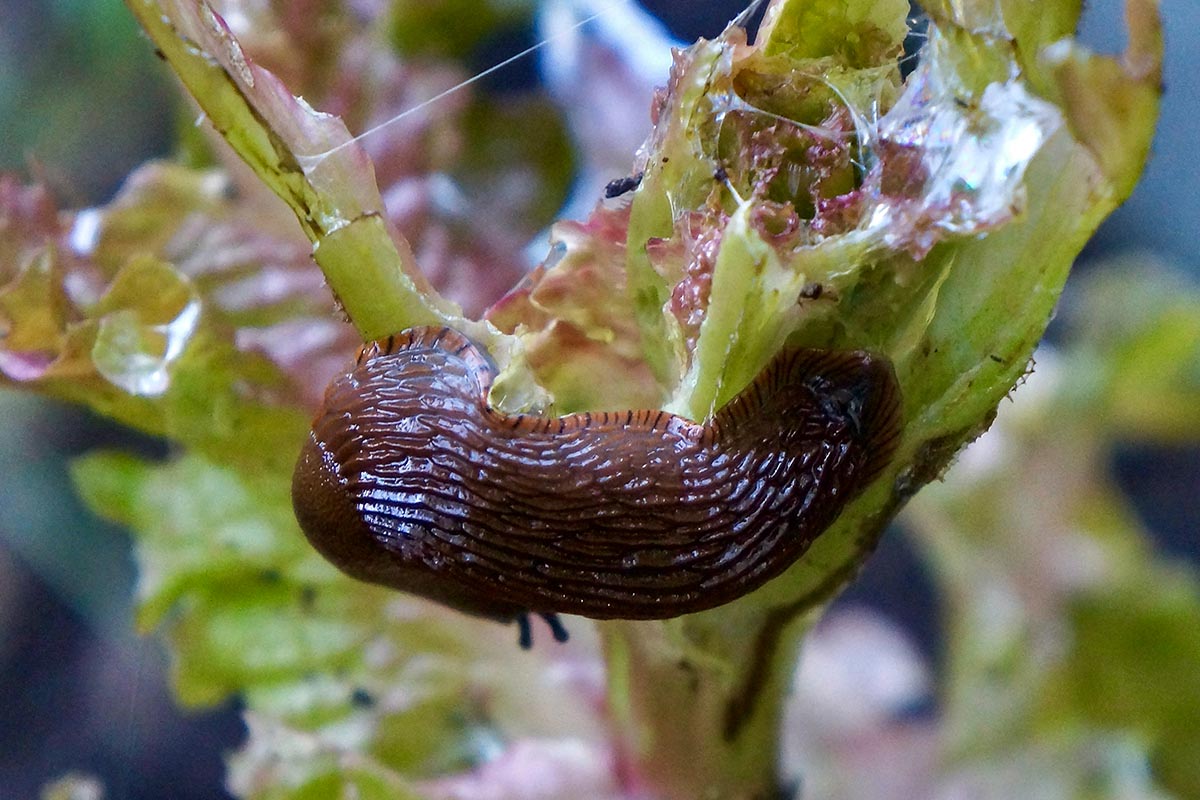 Nacktschnecke an einer Pflanze.