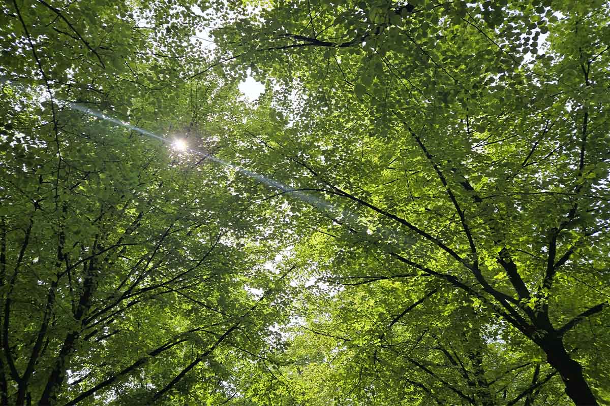 Die Sonne scheint durch grünes Laub.